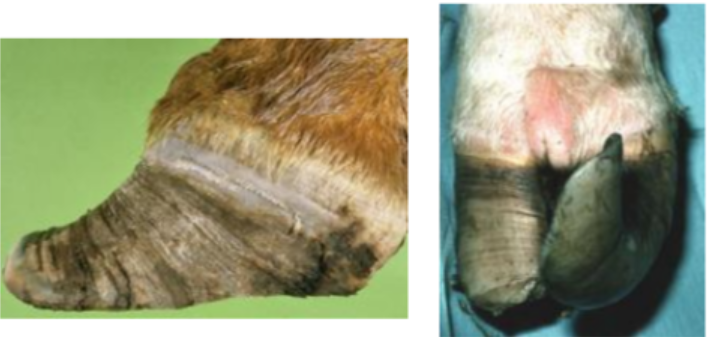<p>Patho laminite chez la vache</p>