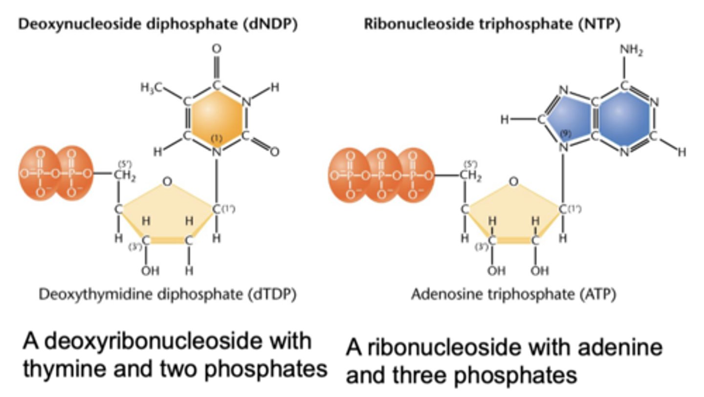 <p>mono- di or tri-phosphorylated</p>