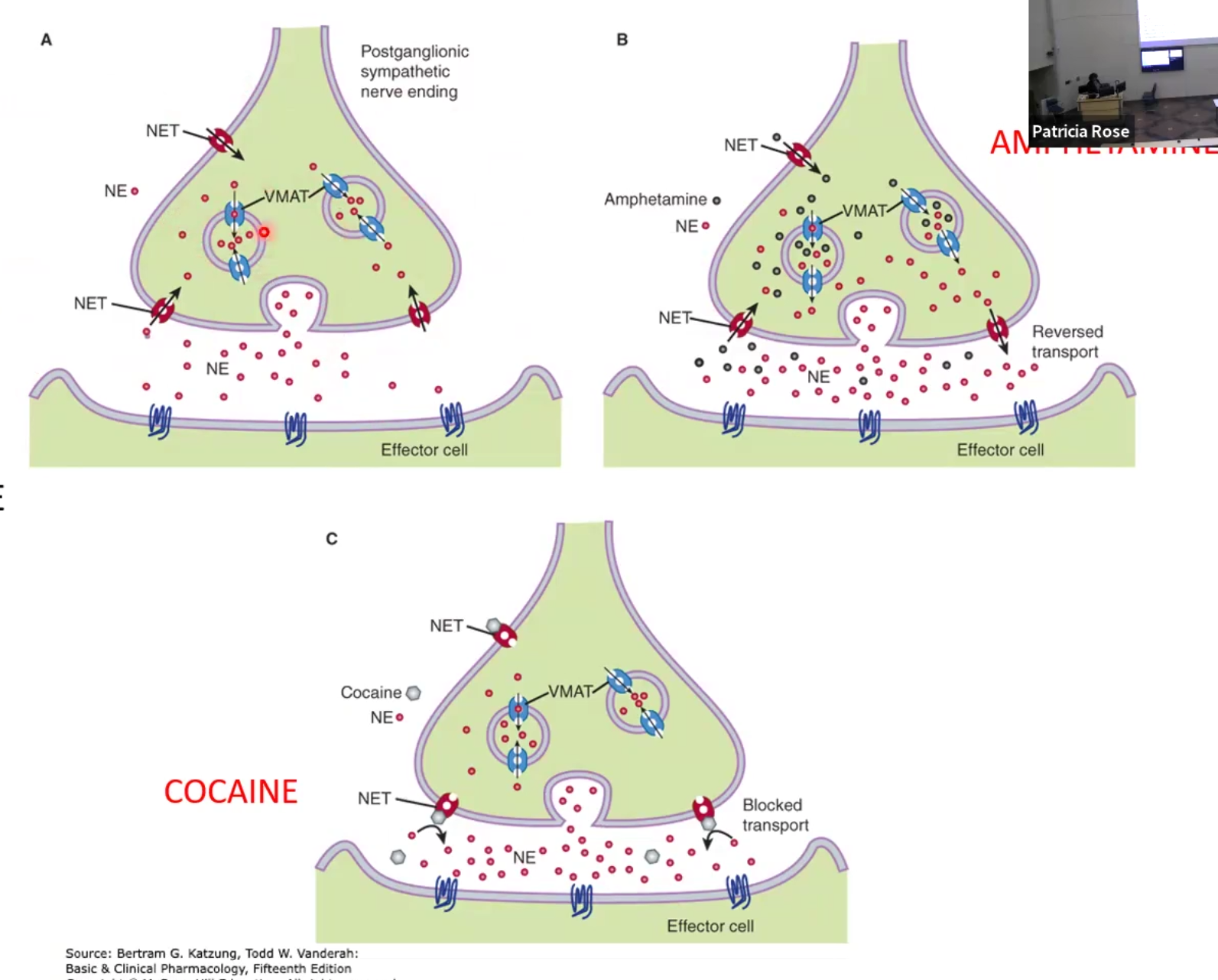 <ul><li><p><strong>Amphetamine</strong>: increase NE release by displacing it from storage or via reverse transport NET</p></li><li><p><strong>Tyramine-containing foods</strong> like wine and cheese also displace NE, primarily dangerous when on MAO inhibitor drugs (antidepressants)</p></li><li><p><strong>Tricyclic antidepressants</strong> (TCA’s), <strong>SNRI’s</strong> and <strong>Cocaine</strong>: block NET transporter and increase NE in synapse</p></li><li><p>Adverse effects are ↑BP and HR</p><p></p></li><li><p><strong>Reserpine</strong>: depletes NE and makes indirect-acting sympathomimetics lose effect</p></li></ul><p></p>