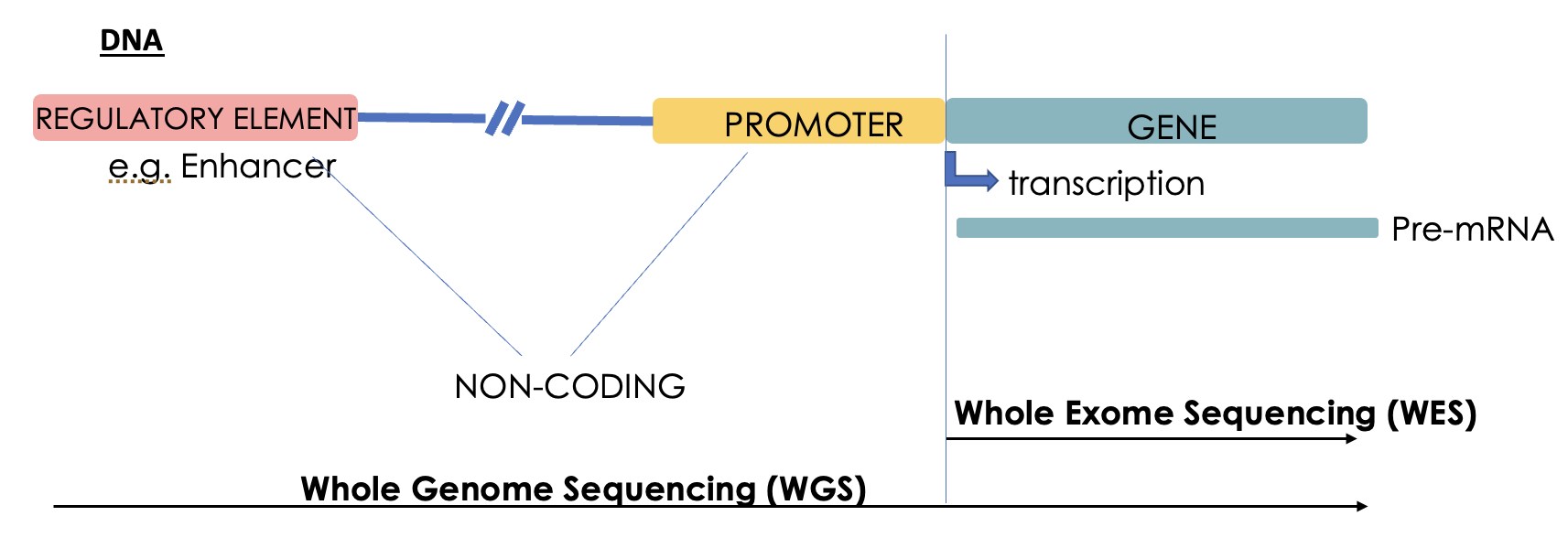 <p>WGS: sequence both coding + non-coding regions. </p><p>WES: sequencing only protein encoding regions of genome. </p>