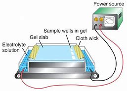 <p>Electrophoresis</p>