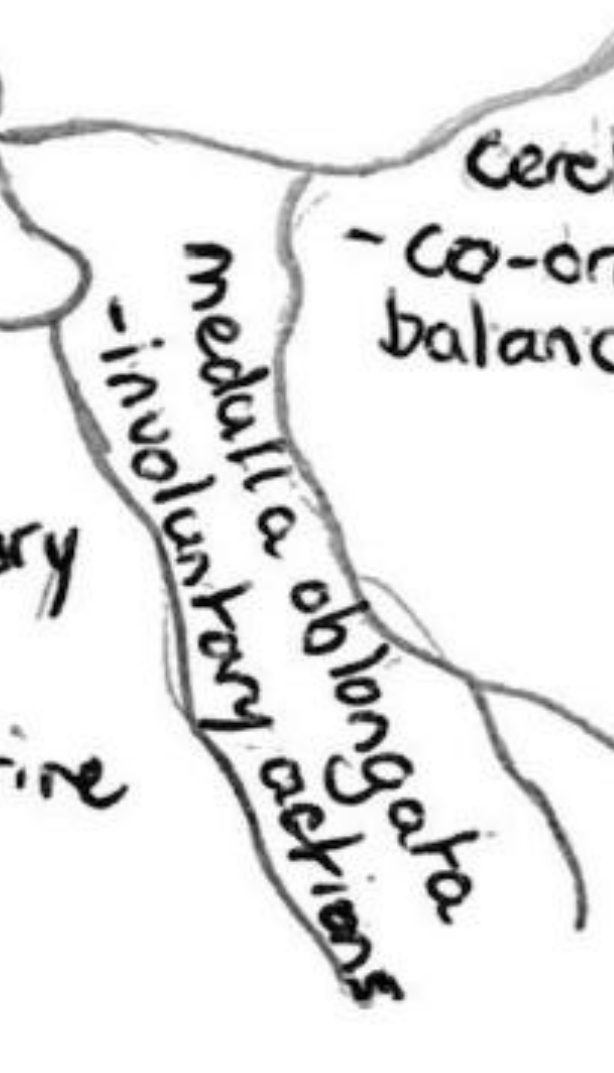 <p>Controls involuntary movement including breathing, heart rate, swallowing.</p>