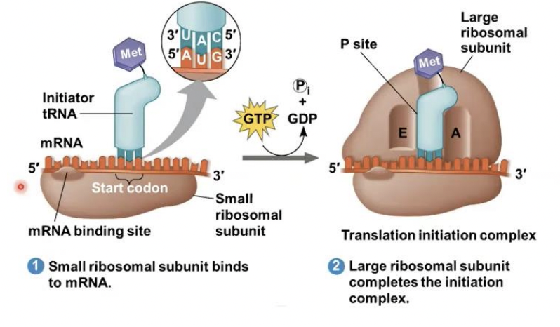 <p>Initiation factors</p>