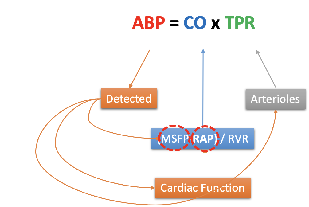 <p><em>Another reason why ABP is the prinipal variable controlled is coz</em></p><ul><li><p>CO and TPR cannot easily be monitored&nbsp;</p></li><li><p>but ABP can!<em>&nbsp;</em></p></li></ul><p></p>