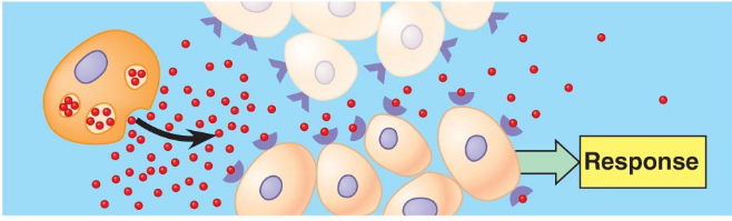 secretion acting on nearby cells