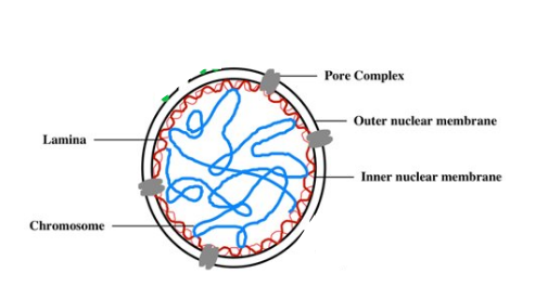 <p>What is the Nuclear Lamina?</p>