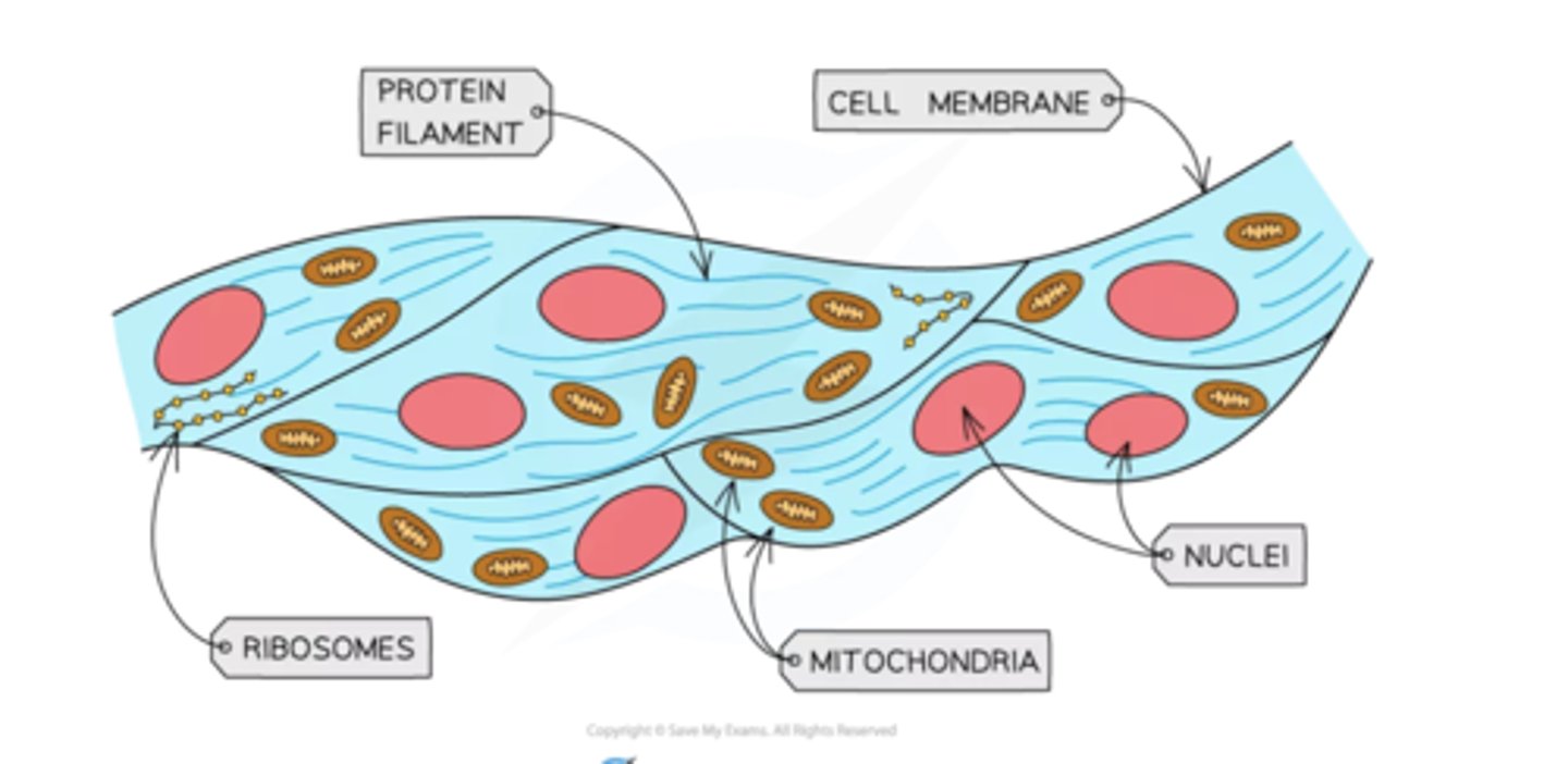 <p>-contains protein fibres which can contract to make the cell shorter</p><p>-contains lots of mitochondria to release energy from respiration allowing the muscle to contract</p>