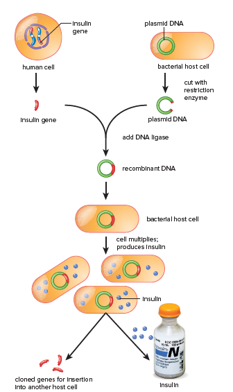 Recombinant DNA technology.