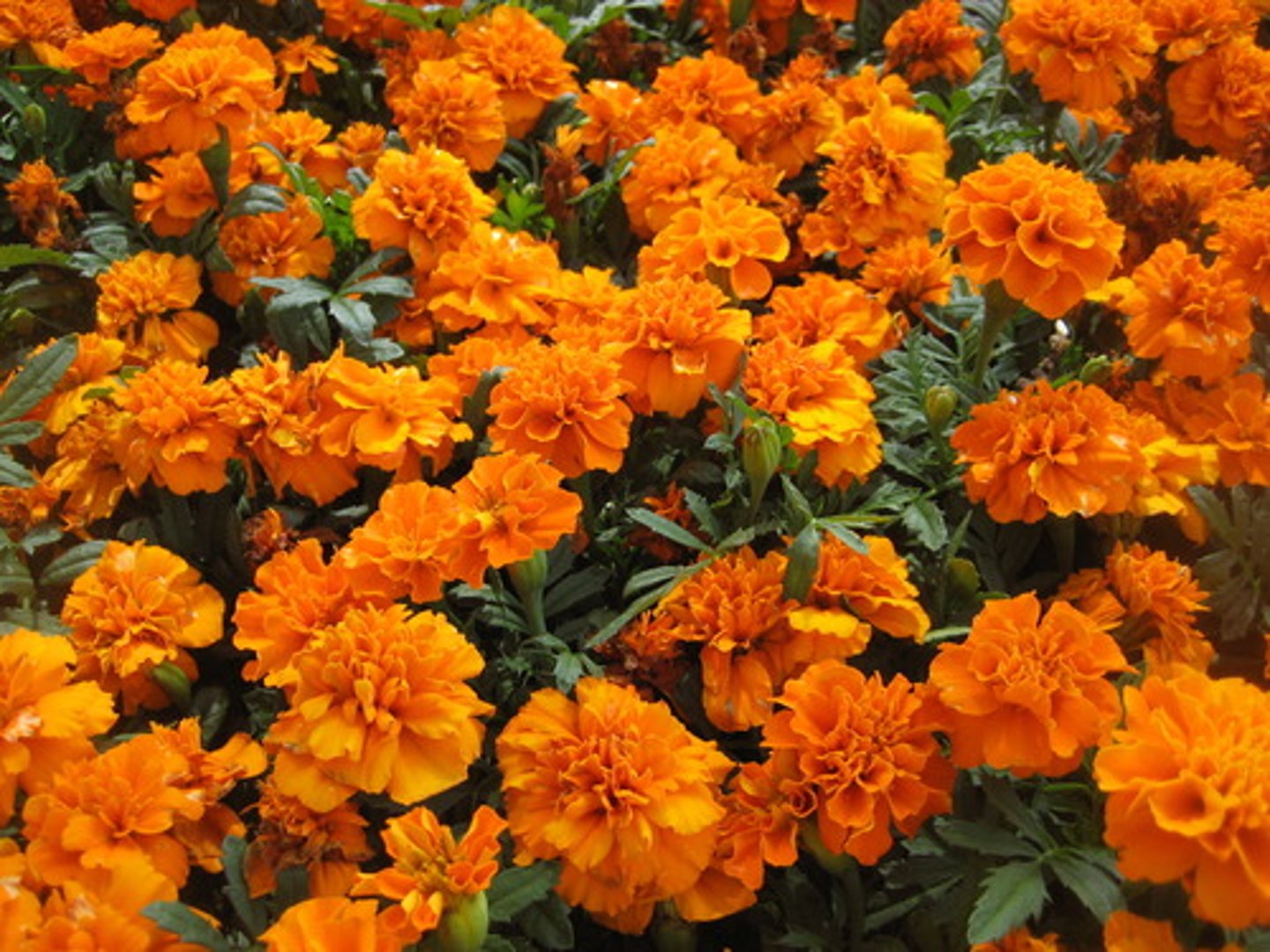 <p>marigold</p>
