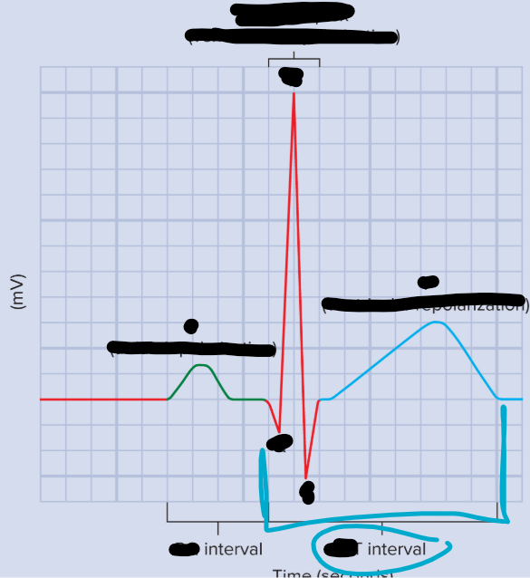 <p>QT interval</p><ul><li><p>Length of time required for ventricles to complete contraction and start to relax</p></li></ul><p></p>