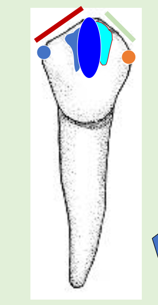 <p>Name the tooth and hi-lighted portions</p>