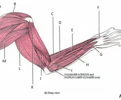 <p>What is the muscle indicated by letter J? What is an attachment point and function?</p>