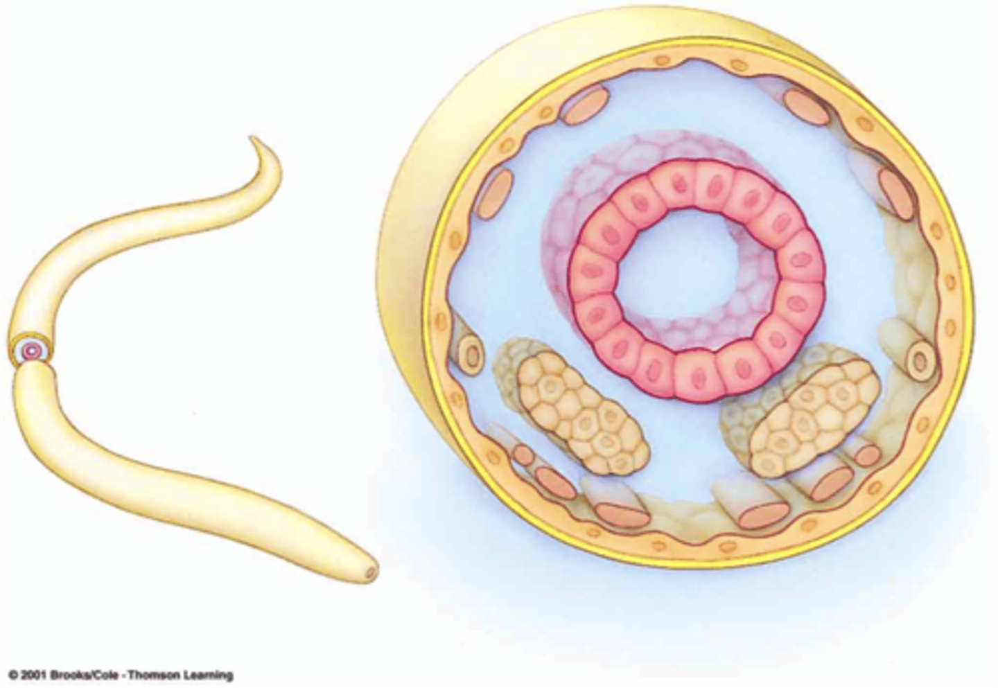 <p>Organisms with a body cavity not entirely mesoderm.</p>
