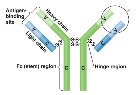 <p>What is this&nbsp;</p>