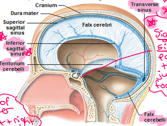 <ol><li><p>Falx cerebri: extension of dura matter between left + right cerebral hemispheres</p></li><li><p>Tentorium cerebelli: Like tent over cerebellum</p></li><li><p>Falx cerebelli</p></li></ol><p></p>