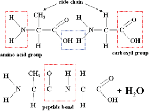 <p>Condensation reaction.</p><p>OH removed from Hydroxyl group. H removed from amine group.</p>