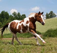 <ul><li><p>Two toned horses introduced by Spanish explorers</p></li><li><p>White and almost any color of the equine spectrum</p></li><li><p><span style="color: red"><strong>Registry: Must have parents registered w/ American Paint Horse Association, American Quarter Horse Association, or the Jockey Club or Thoroughbreds</strong></span></p></li><li><p><span style="color: red"><strong>Stockier and more powerfully muscled than light breeds</strong></span></p></li></ul><p></p>