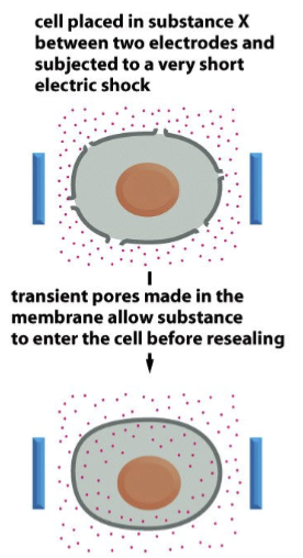 <p>cell placed in substance X between two electrodes and subjected to a very short electric shock; transient pores made in the membrane allow substance to enter the cell before resealing. </p>
