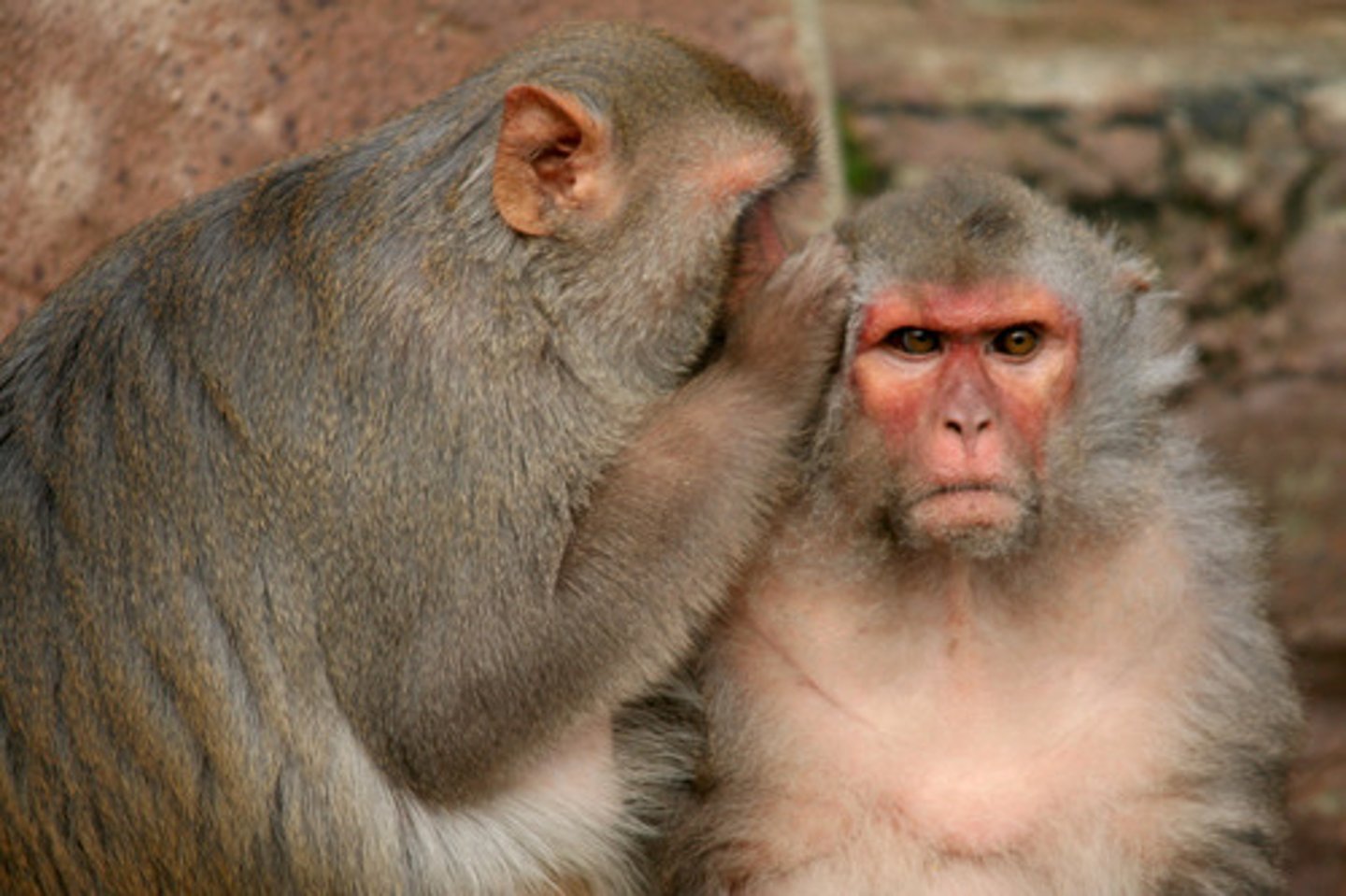 <p>to keep (a secret)</p>