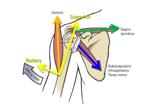 <ul><li><p>One axis will be along (parallel to) the moving segment (humerus in this case)</p></li><li><p>Other axis will be perpendicular to the humerus. </p><ul><li><p>The two axes will intersect at the insertion of the deltoid (the tail of the vector)</p></li></ul></li></ul><p></p>