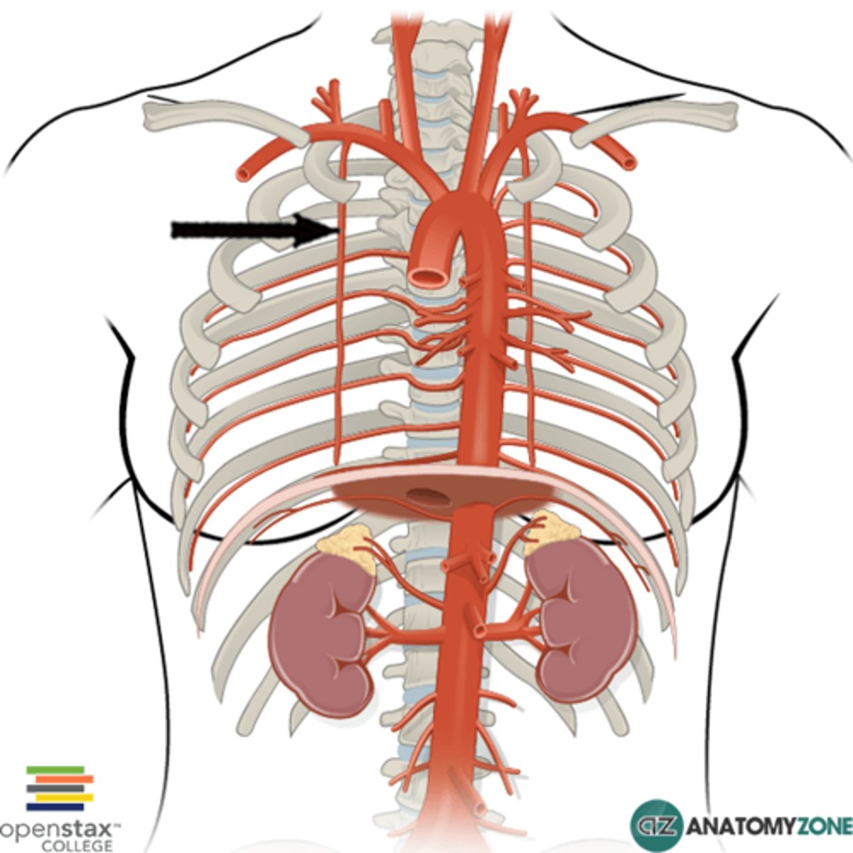 <p>Branch off Subclavian</p><p>Supply posterio-lateral surface of the ribcage</p><p>- anterior intercostal arteries</p>