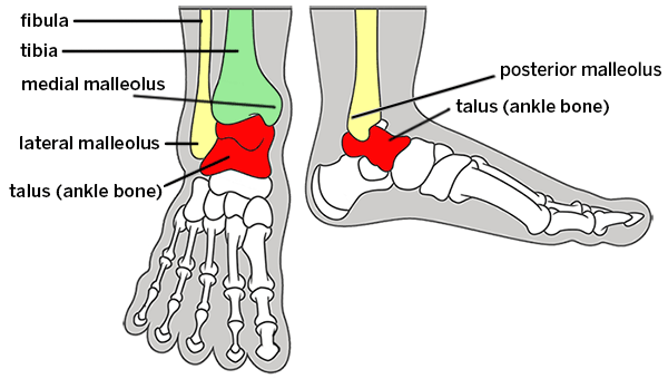 <p>Holds leg and foot bones together at the ankle.</p><p></p>