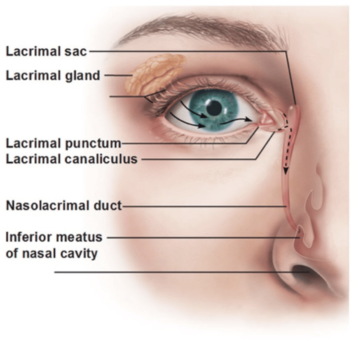 <p>Small hole medial edge of eyelid. Valves that drain used tears away from your eye.</p>