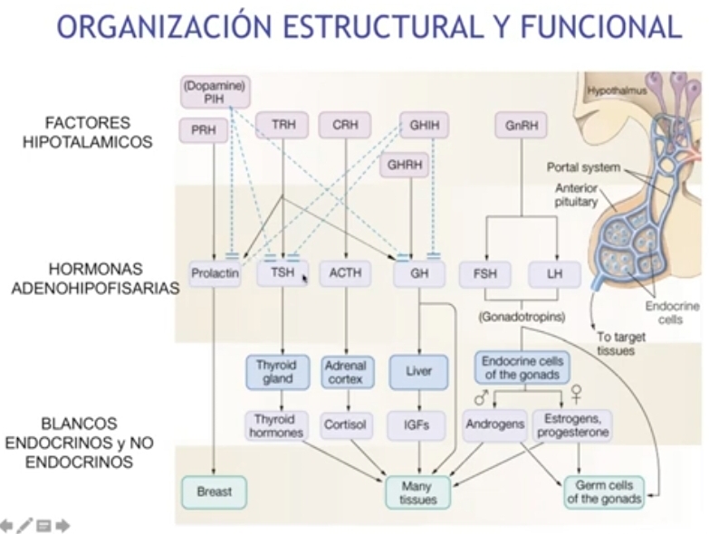 <p>Hipotalamo neuronos secretan hormonas a la eminencia media, llegan a la adenohipofisis, circulación sistémica.</p><ul><li><p>Prolactina exocrino (glandula mamaria es exocrina)</p></li></ul><p></p><p><u>Ejes endocrinos: </u></p><p>Control retroalimentacion negativa o positiva </p><p>Forma semi autonoma </p><p>Secreción pulsatil (dependientes de las descargas neuronales)</p><p>Variaciones circadianas y estacionarias</p><p></p><p><u>Mecanismos de retroalimentacion</u></p><ul><li><p>Asa larga Glandula periferica <span data-name="arrow_right" data-type="emoji">➡</span> Adenohipófisis o Hipotalamo</p></li><li><p>Asa corta Adenohipofisis <span data-name="arrow_right" data-type="emoji">➡</span> Hipotalamo</p></li><li><p>Asa ultra corta Hipotalamo se auto inhibe</p></li></ul>
