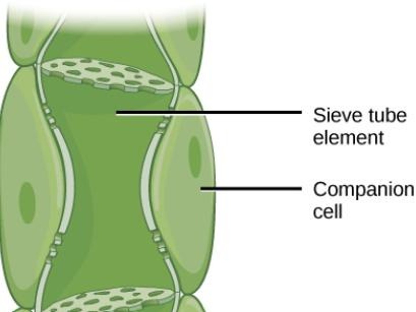 <p>Companion cells assist in the transport of sucrose and other assimilates, allowing reduced resistance to flow.</p>
