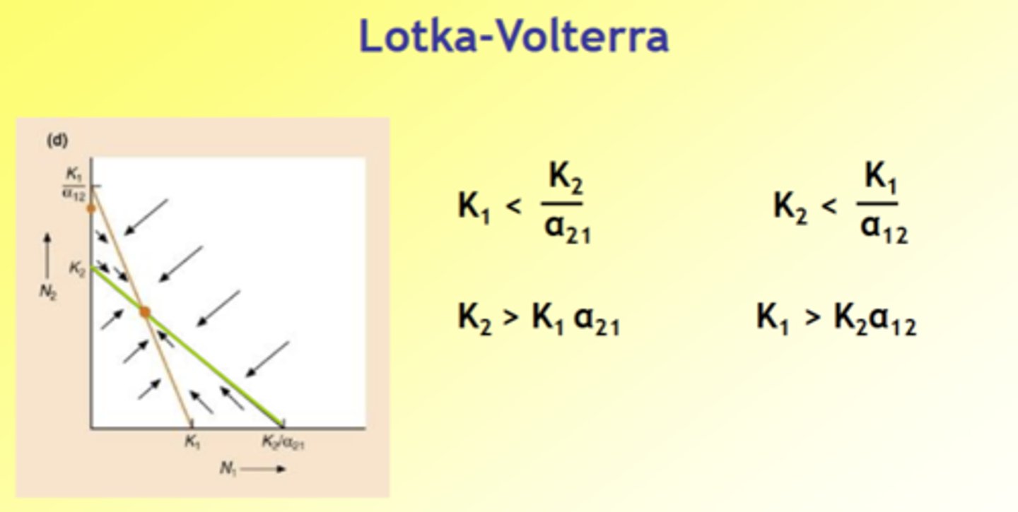 <p>- Effect of species 2 on itself > effect of species 1 on species 2</p><p>- Effect of species 1 on itself > effect of species 2 on species 1</p><p>- Both species have less effect on the other species than on themselves and therefore coexist</p><p>All point towards stable equilibrium</p>