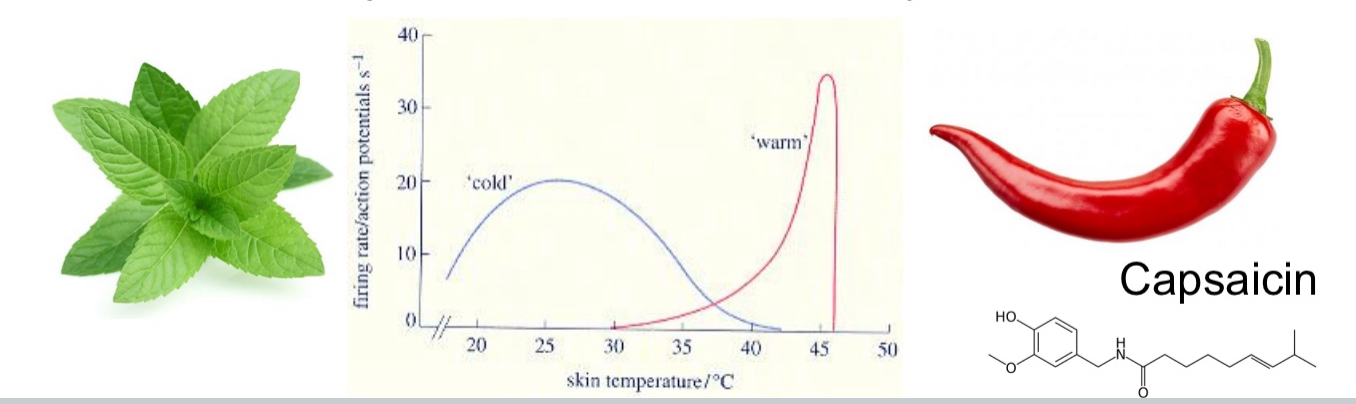 <ul><li><p>Sensory receptors that signal information about changes in skin temperature</p></li><li><p>Warmth fibers, cold fibers</p><ul><li><p>No receptors for something in between. Gap is at body temp so about 37ºC.</p></li><li><p>We don’t need to sense that everything is ok, we need receptors to tell us if something is too cold (initiate shiver) or if something is too hot (initiate sweating)</p></li></ul></li><li><p>Body is consistently regulating internal temperature</p></li><li><p>Thermoreceptors kick into gear when you make contact with object warmer or colder than your skin</p></li><li><p>Capsaicin</p><ul><li><p><strong>Capsaicin</strong>&nbsp;is the active compound found in chili peppers that gives them their spicy or hot sensation or pain</p></li></ul></li></ul><p></p>