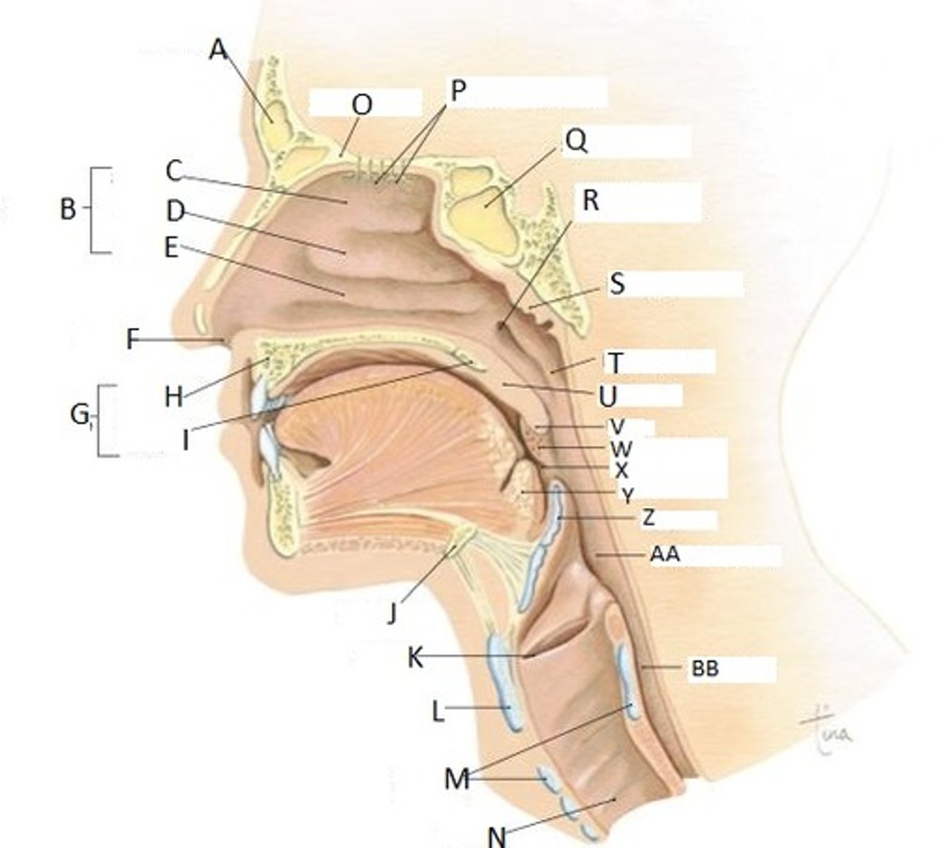 <p>W</p>