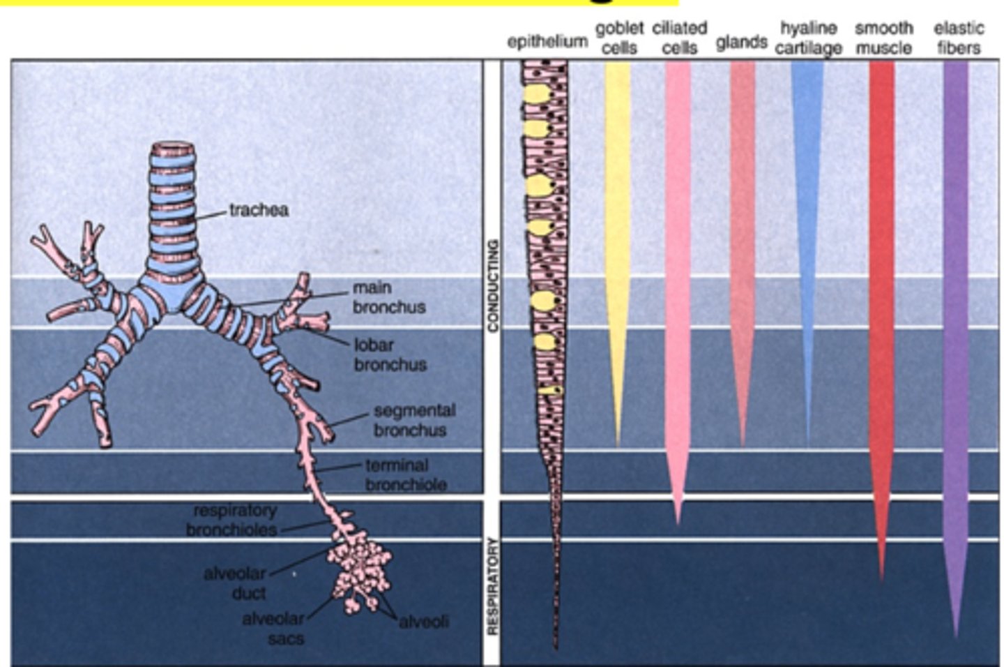 <p>Same structure as trachea except</p><p>cartilage form a circular ring</p>