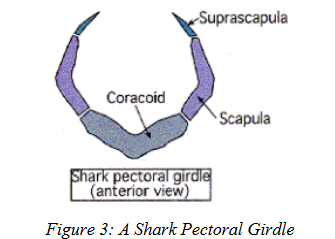 <ul><li><p>Cartilaginous fishes → <strong>cartilaginous pectoral girdle</strong> (no dermal bones)</p></li><li><p>Made of: suprascapula, scapula, coracoid.</p></li><li><p>Similar to the endochondral part of primitive fishes.</p></li></ul><p></p>