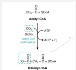 <p>Role: Forms malonyl-CoA from acetate</p><p>Signifigance: Commits acetate units to fatty acid synthesis to start the synthesis</p><ul><li><p>Rxn needs ATP and biotin</p></li><li><p> Acetyl-Coa Carboxylase is considered and regulatory and rate limiting enzyme</p></li><li><p>Malonyl CoA will hook up with a acyl carrier protein and acetyl CoA will hook up with a condensing enzyme to create the complex that is important for fatty acid synthesis</p></li></ul>