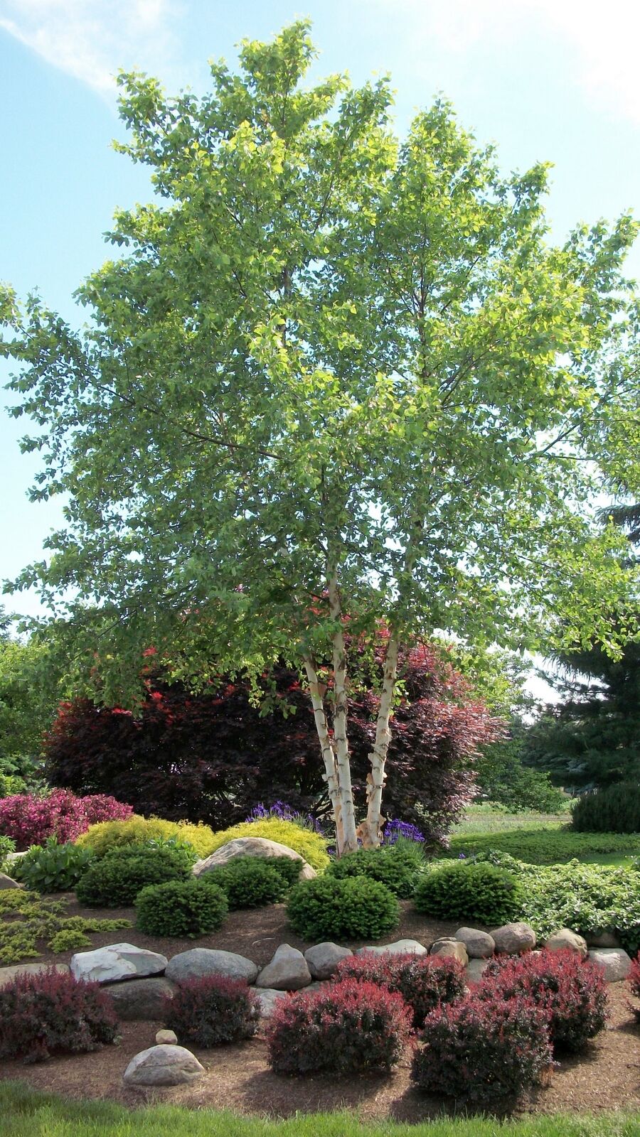 <p>River Birch</p>