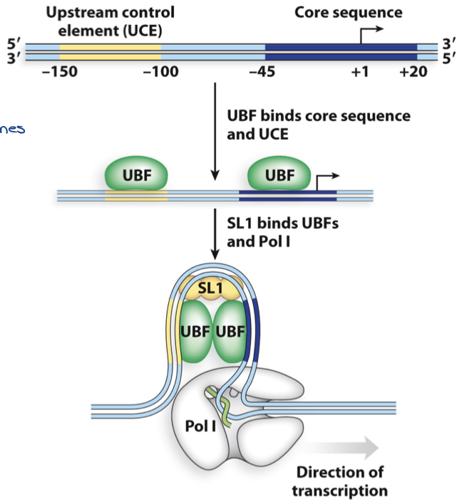 <ul><li><p>maintains open chromatin structure (loosens it up)</p></li><li><p>prevents histone H1 protein binding, which binds to DNA btwn histones → allows genes to remain accessible</p></li><li><p>stimulates SL1</p></li><li><p>responsible for RNA pol initiation from promoter</p></li></ul>