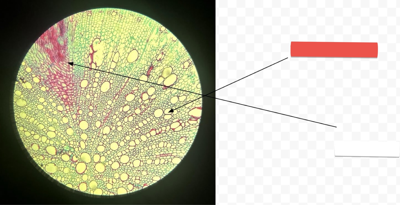 <p>identify the part in red</p>