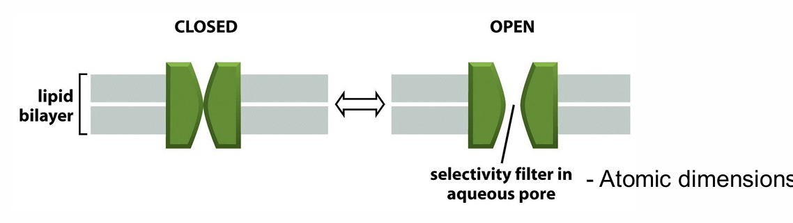<ul><li><p>Have narrow, highly selective pores that can open and close </p></li><li><p>significantly faster than carrier protein</p><ul><li><p>100 million ions/second can pass through one open channel, 105 times faster than the fastest carrier protein</p></li></ul></li><li><p>Cannot be coupled to an energy source, only ion diffusion down the concentration gradient</p></li><li><p>Selective – permit some inorganic ions to pass, but not other; must shed associated water molecule</p></li></ul><p></p>
