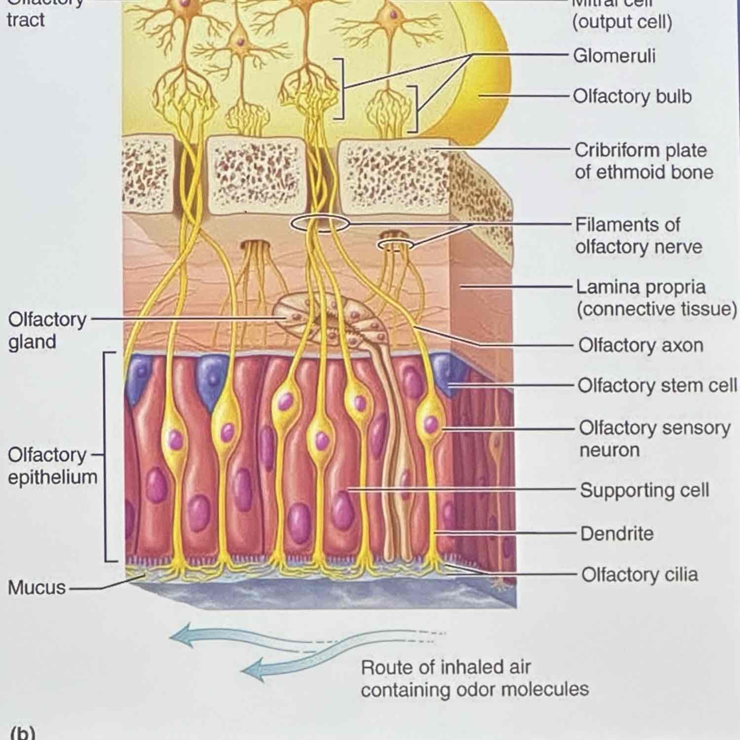<p>they increase surface area for chemicals to bind to</p>