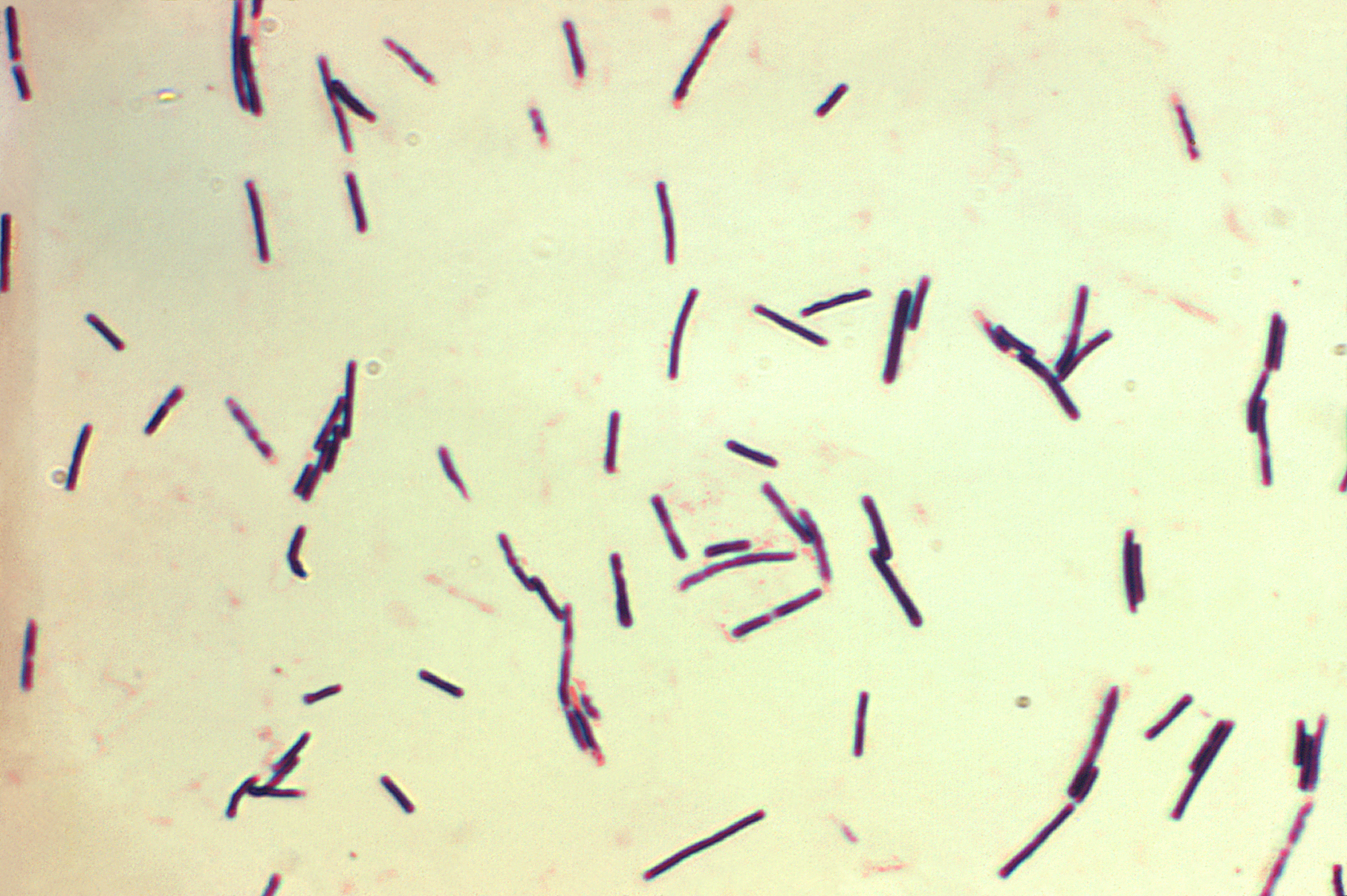 <p>What am i- gram stain, shape, arrangement</p>