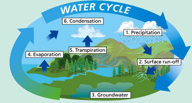 <ol><li><p>precipitation</p></li><li><p>surface run off</p></li><li><p>groundwater</p></li><li><p>evaporation</p></li><li><p>transpiration</p></li><li><p>condensation</p></li></ol><p></p>