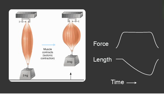 <p>allow muscles to shorten at a constant load, but changing length </p>