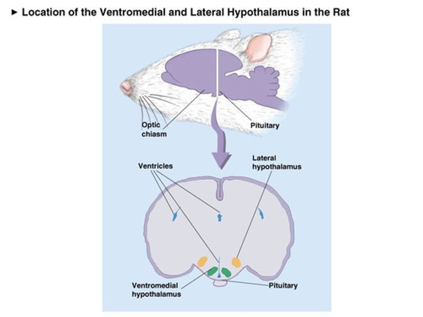 <p>LH lesions may produce disturbances that affect food-seeking behavior.</p>