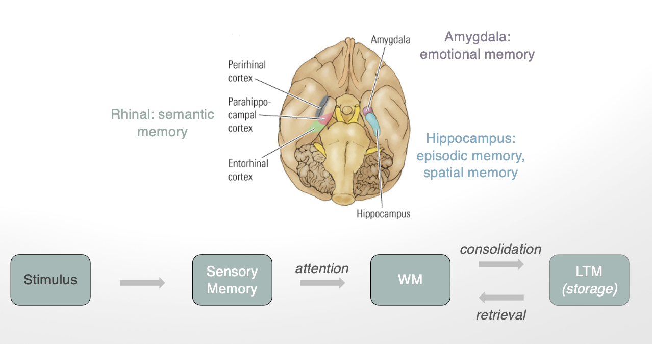 <ol><li><p><strong>rhinal: </strong>semantic memory</p></li><li><p><strong>amygdala:</strong> emotional memory </p></li><li><p><strong>hippocampus: </strong>episodic memory, spatial memory</p></li></ol><p></p>
