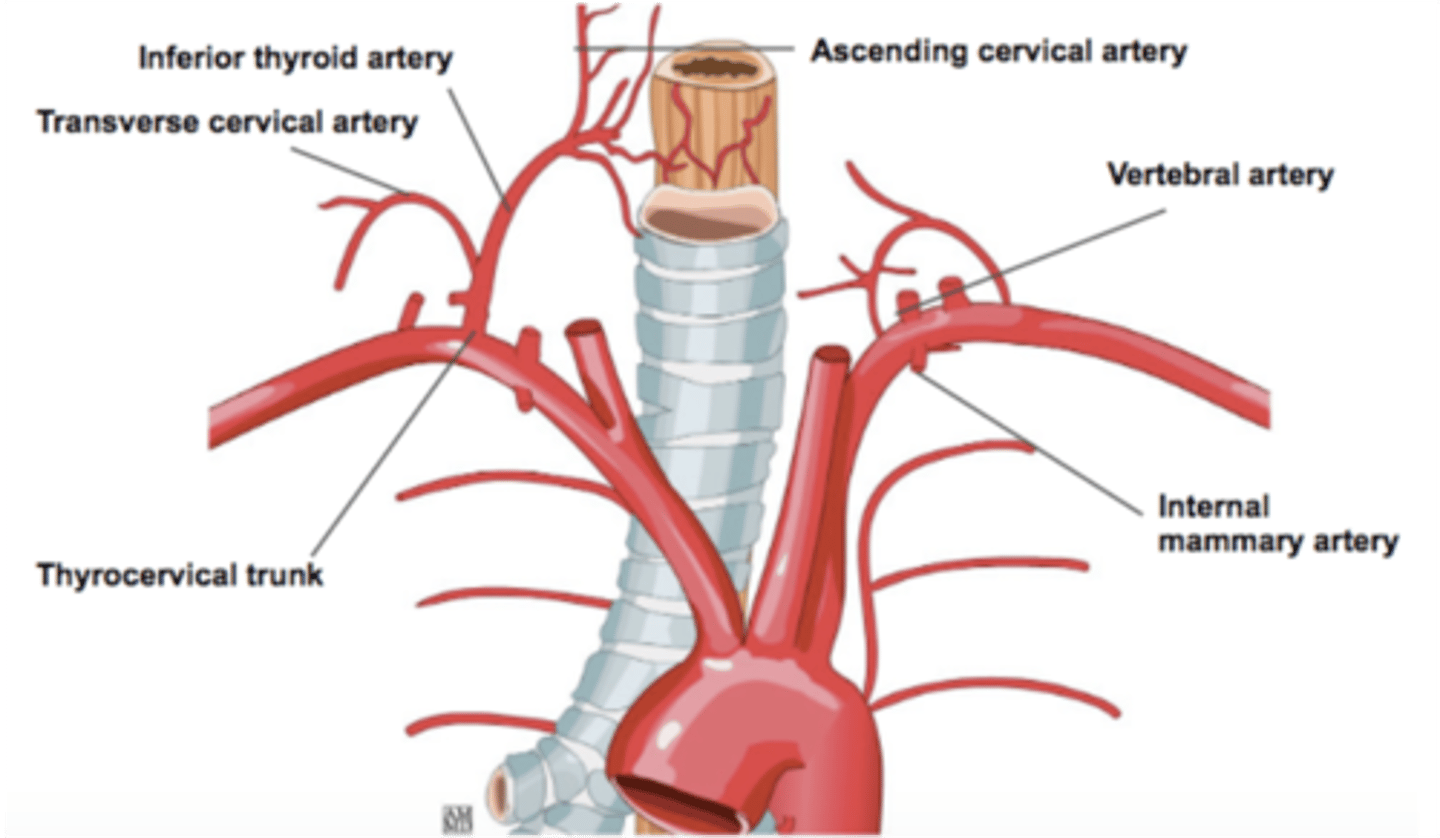 <p>Inferior thyroid artery</p>