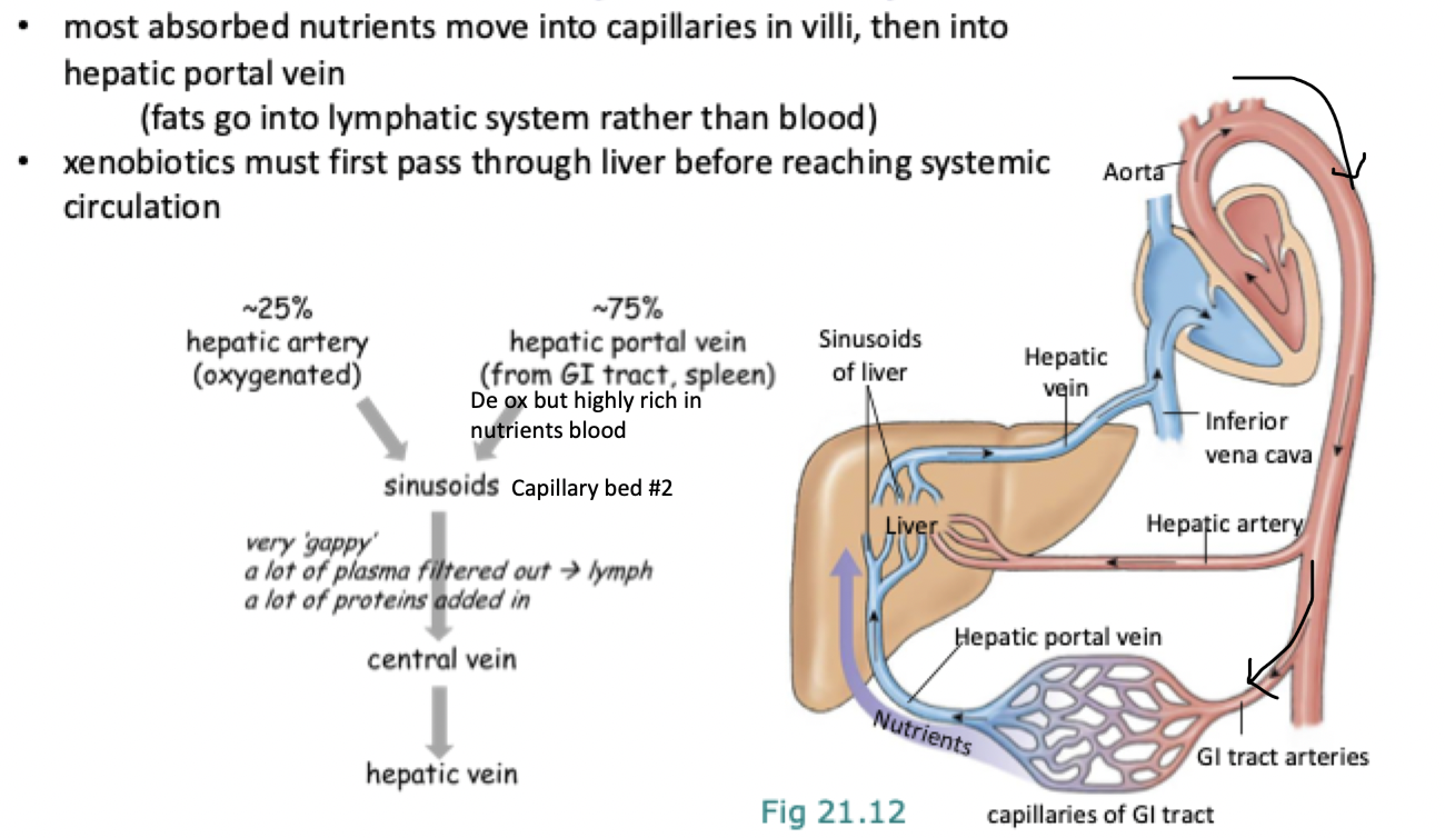 <p>1.&nbsp;<strong>Absorption in the GI Tract:</strong></p><ul><li><p>Nutrients from digested food are absorbed through the&nbsp;<strong>capillaries in the intestinal villi</strong>.</p><ul><li><p>nuts enter&nbsp;<strong>hepatic portal vein</strong> → carries de oxy blood from&nbsp;<strong>GI tract and spleen</strong> to&nbsp;<strong>liver (high in nuts, low in O2)</strong></p><ul><li><p><strong>Note:</strong>&nbsp;Fats are exception—they enter the&nbsp;<strong>lymphatic system</strong>&nbsp;instead of the blood.</p></li></ul></li></ul></li></ul><p>2.&nbsp;<strong>Hepatic Portal Vein (~75% of Liver Blood Flow):</strong></p><ul><li><p>Carries&nbsp;<strong>nutrient-rich, deoxygenated blood</strong>&nbsp;from the GI tract and spleen to the liver.</p></li></ul><p></p><ol start="2"><li><p><strong>Hepatic Artery (~25% of Liver Blood Flow) </strong><em>(another place blood comes into liver from) :</em></p></li></ol><ul><li><p>Carries&nbsp;<strong>oxygen-rich blood</strong>&nbsp;from the&nbsp;<strong>aorta</strong>&nbsp;to the liver.</p><p></p></li></ul><p>3.&nbsp;<strong>Sinusoids of Liver:</strong></p><ul><li><p>Blood from the hepatic artery and portal vein mix here.</p></li><li><p>Sinusoids are&nbsp;<strong>leaky capillaries</strong>&nbsp;that allow for the exchange of substances between the blood and&nbsp;<strong>hepatocytes</strong>&nbsp;(liver cells).</p></li><li><p>The liver can&nbsp;<strong>filter toxins, process nutrients</strong>, and&nbsp;<strong>add plasma proteins</strong>&nbsp;here.</p><p></p></li></ul><p>4.&nbsp;<strong>Central Vein → Hepatic Vein → Inferior Vena Cava:</strong></p><ul><li><p>After processing, blood drains into&nbsp;<strong>central veins</strong>, then into the&nbsp;<strong>hepatic veins</strong>, and finally enters the&nbsp;<strong>inferior vena cava</strong>&nbsp;to return to the heart.</p></li></ul><p></p>