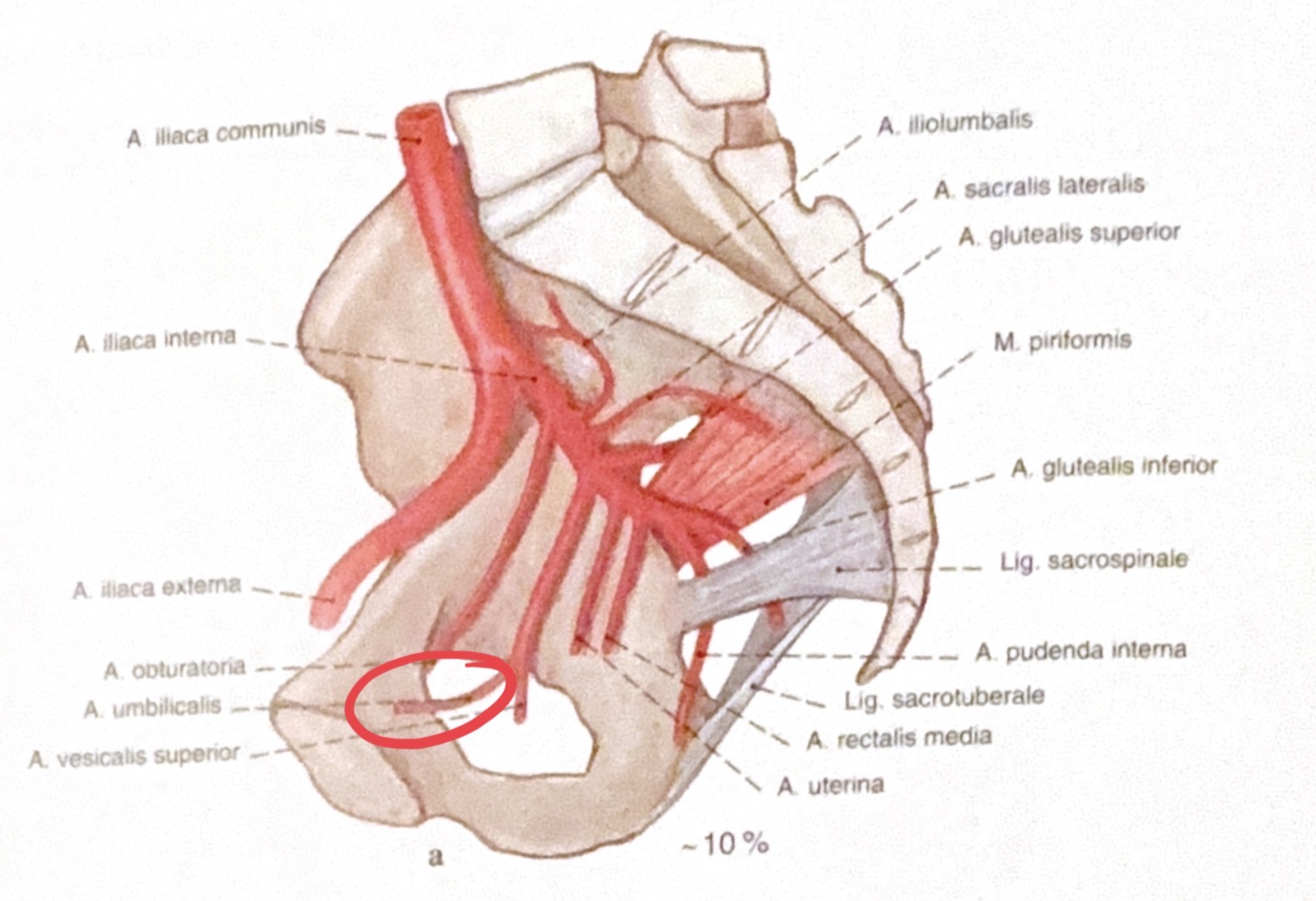 <p>a.umbilicalis</p>