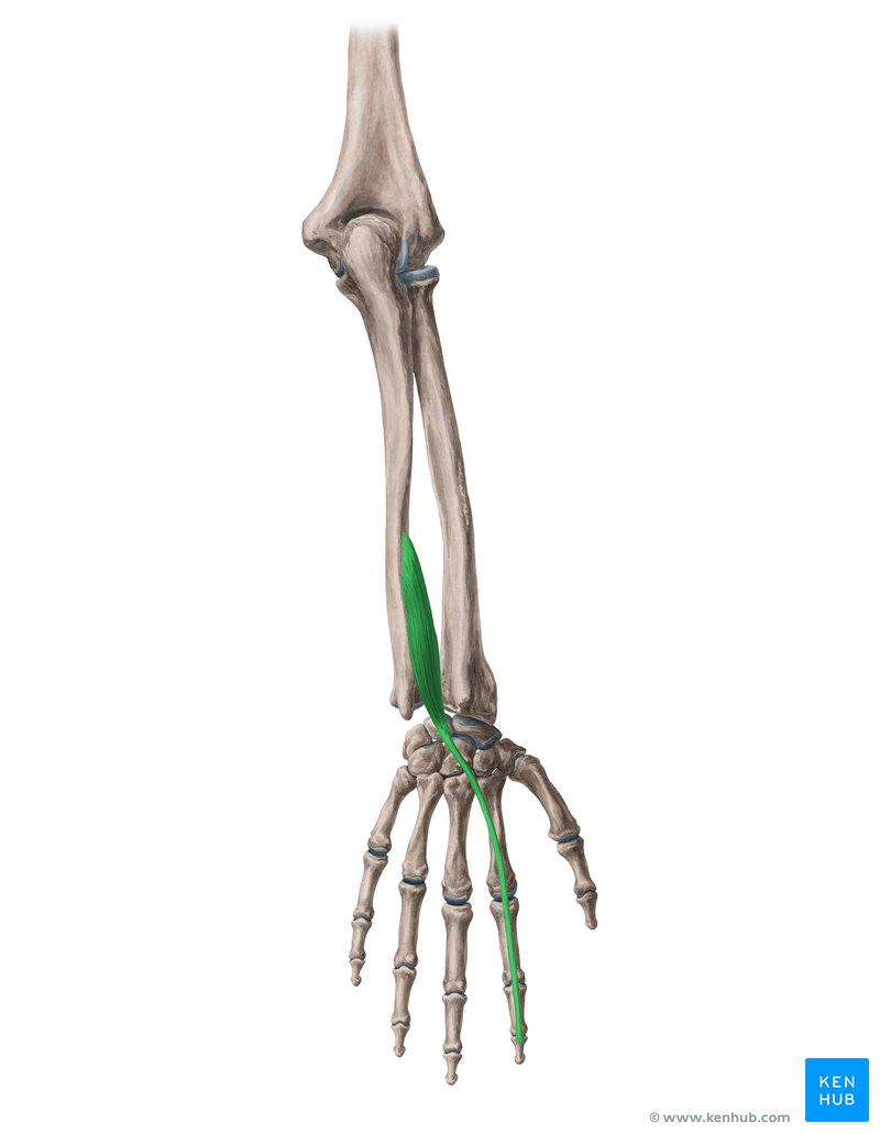 <p>Where does the extensor indicis originate</p>