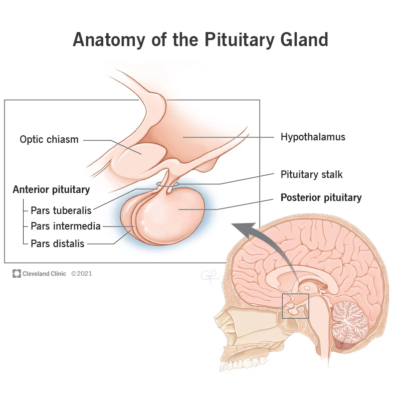 <p>PP - neural tissue → part of nervous system</p><p>AP - epithelial tissue → part of endocrine system</p>